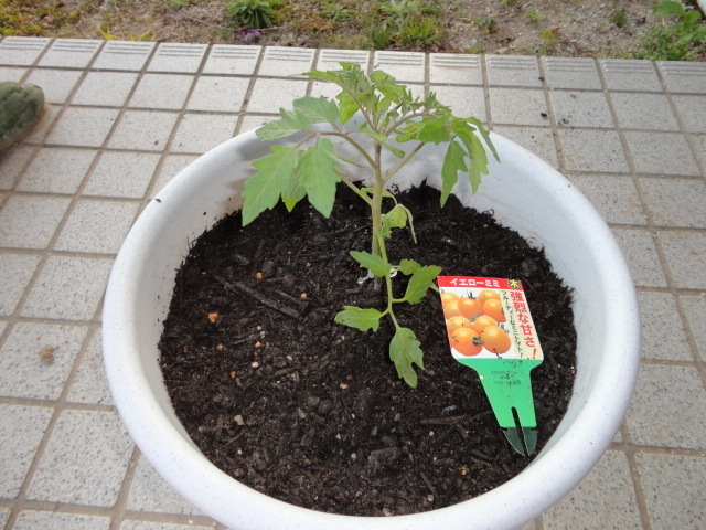 初苗植え プランター日記